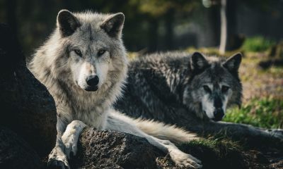 Did reintroducing Wolves to Yellowstone really cause an ecological cascade?