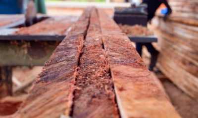 Nigeria bans wood export, pledges enforcement