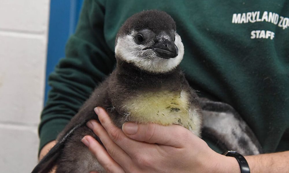 Maryland Zoo Announces Birth of 8 Critically Endangered African Penguin Chicks