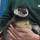 Maryland Zoo Announces Birth of 8 Critically Endangered African Penguin Chicks