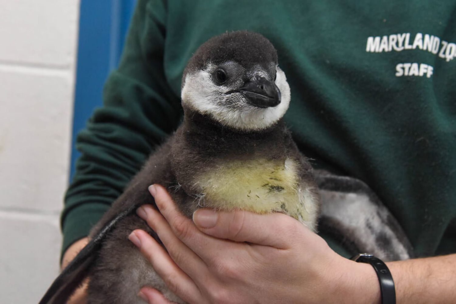 Maryland Zoo Announces Birth of 8 Critically Endangered African Penguin Chicks