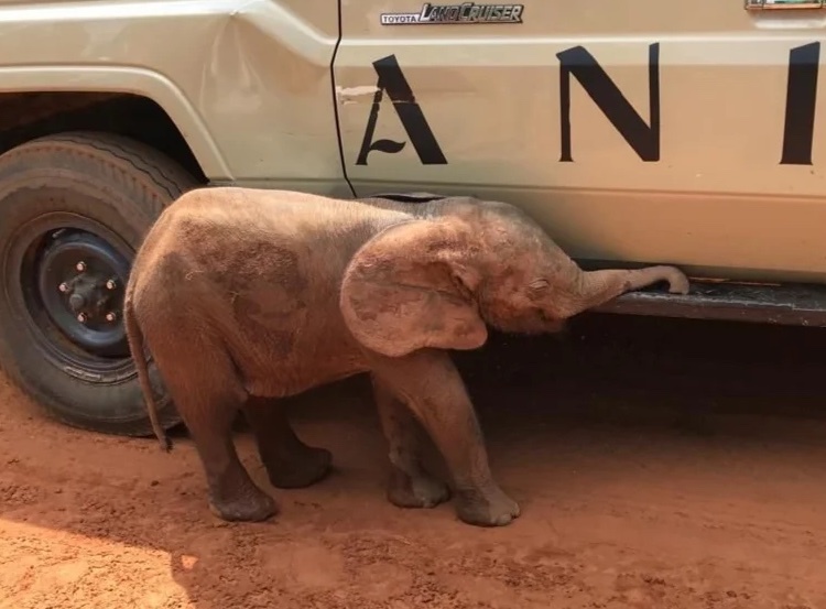 Rescued baby elephant undergoing rehabilitation in Edo