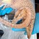 Man arrested after frozen pangolins, rats and porcupines seized in London | UK News
