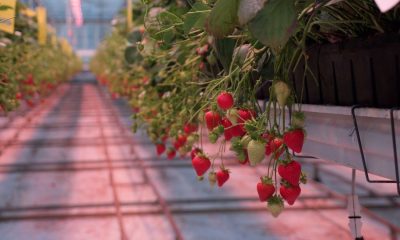 Strawberry fields forever? The West Sussex farm growing berries in December | UK News