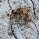 Thousands of dinosaur footprints discovered on Italian rock face | World News