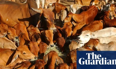 Australian beef industry ‘extremely disappointed’ after China hits imports with 55% tariff | Australia news
